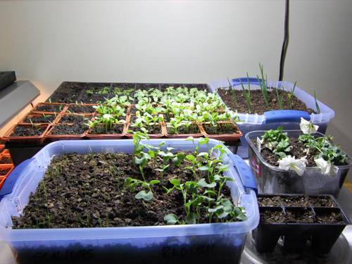 Indoor Plant Seed Germination Techniques