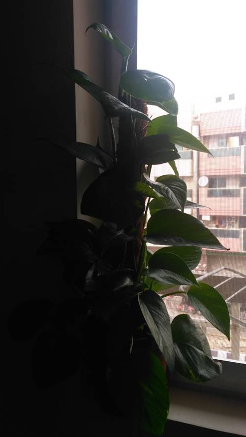 How often should I water newly started indoor plant seeds?
