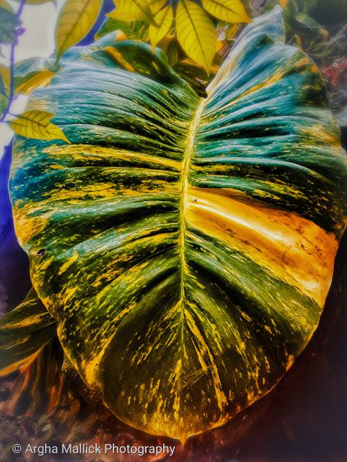 Indoor Plant Selection for Natural Light Spectrum