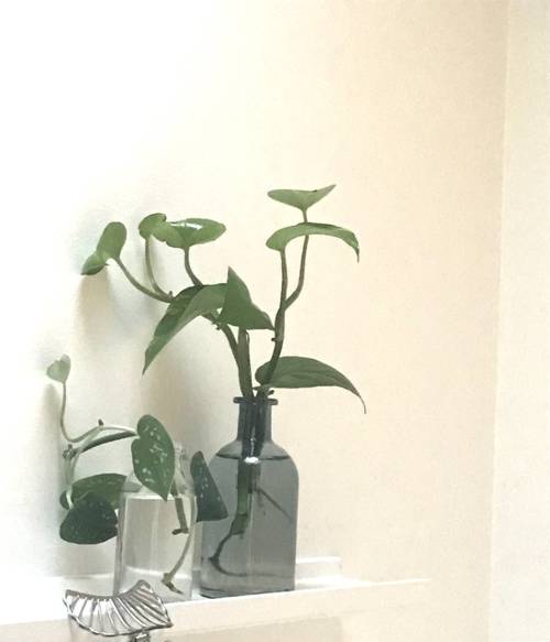 Indoor Plant Shelf Design