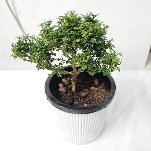 Indoor Plant Sleep Cycle Effects