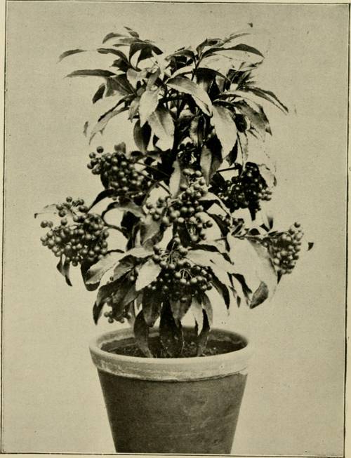 Indoor Plant Soil Additives