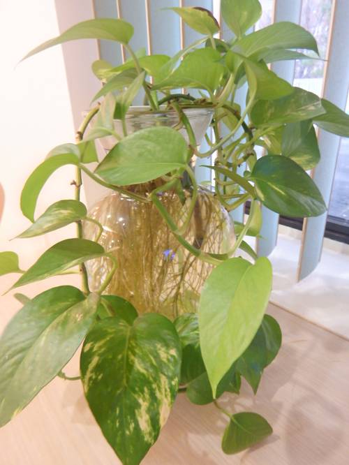 Indoor Plant Soil Moisture Management