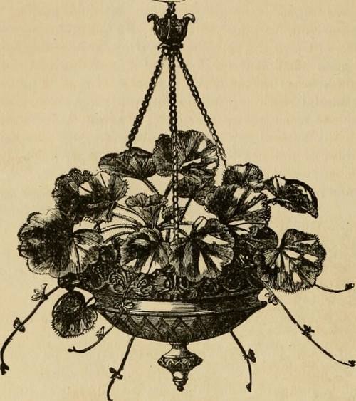 Indoor Plant Soil Salinity Management