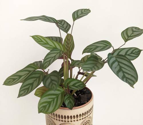 Indoor Plant Species Compatibility