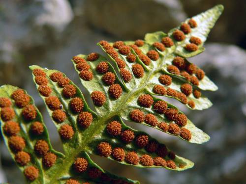 Indoor Plant Spore Propagation