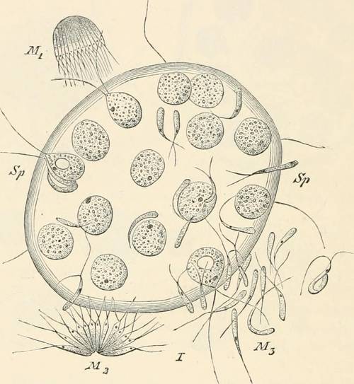 Indoor Plant Stress Physiology