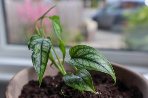 Indoor Plant Terracotta Pot Benefits