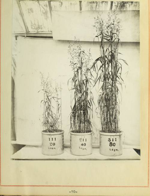 Indoor Plant Transpiration Processes