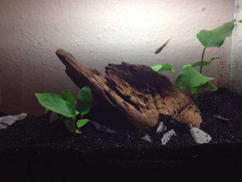 Indoor Plant Wabi-Kusa Styling