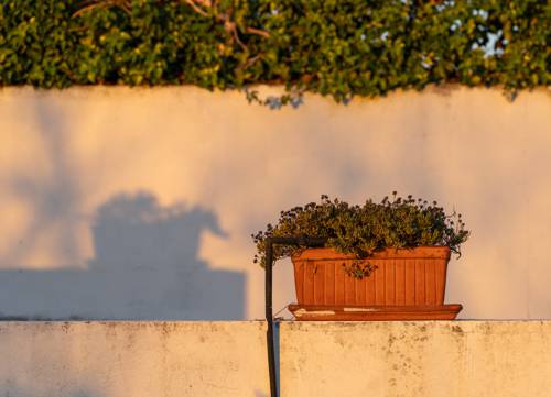 Indoor Plant Watering Timers and Schedulers