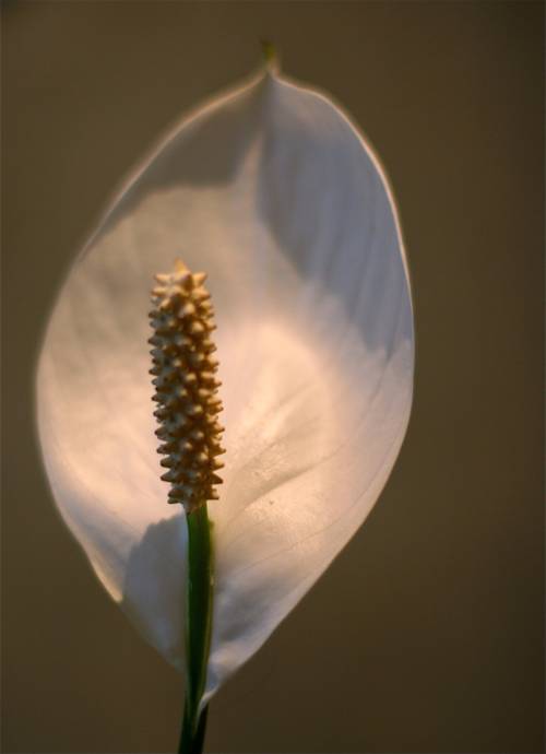 Indoor Plant Wellness Monitoring