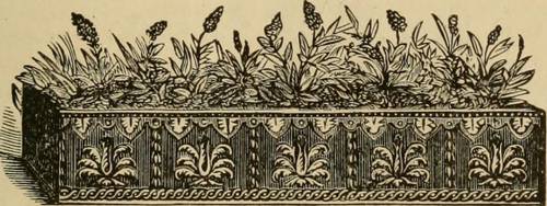 Indoor Plants for Allergy Sufferers