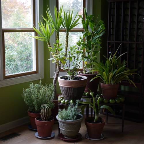 Indoor Plants for Improved Air Circulation