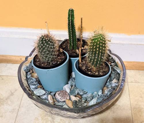 Indoor Succulent Plant Care