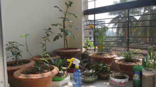 Indoor Vertical Gardening