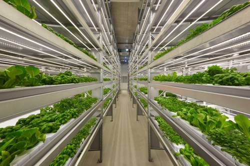 Indoor Vertical Vegetable Farming