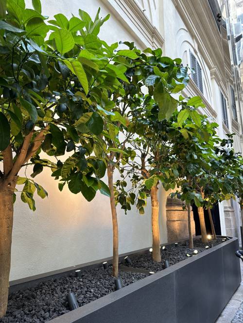 Lessons from Long-Term Indoor Plant Owners