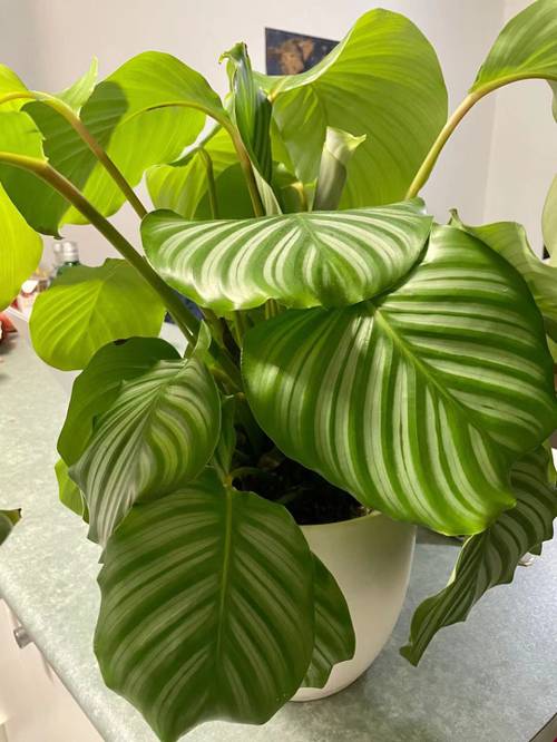 Low-Light Indoor Plants