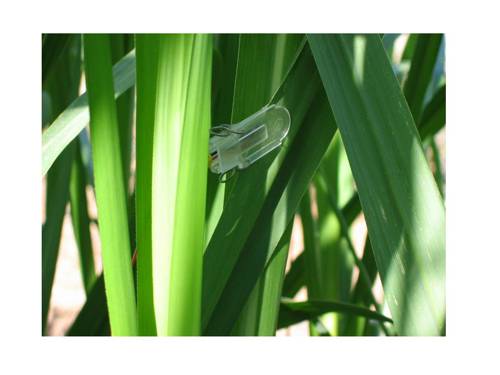 Mastering Indoor Plant Watering Sensors