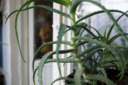 Medicinal Indoor Plants