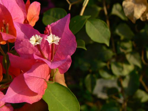 Mistakes Indoor Plant Owners Commonly Make