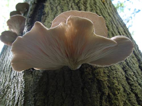 Mycoremediation with Indoor Plants