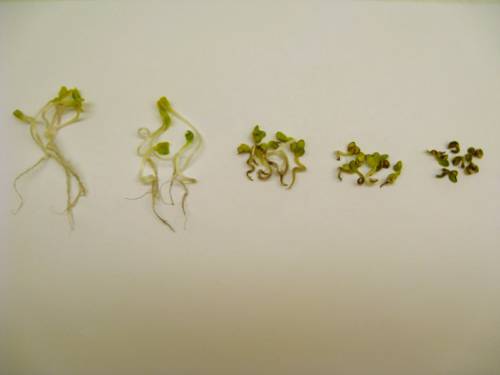 Nanotechnology in Indoor Plant Care