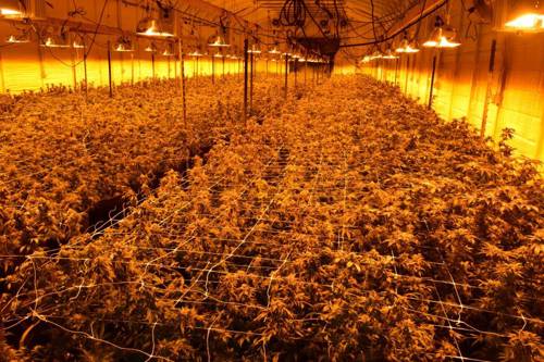 What are short-day plants, and how should they be managed indoors?