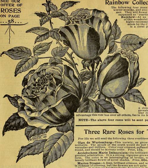 Propagating Indoor Plants via Seeds