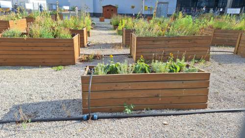 Pros and Cons of Automatic Watering Systems