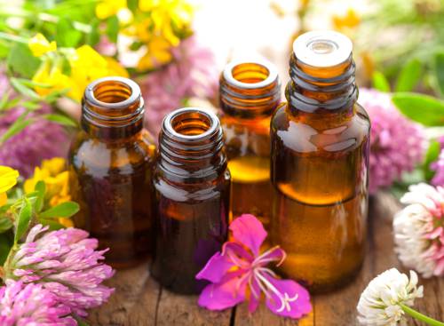 Psychological Impacts of Plant Scents Indoors