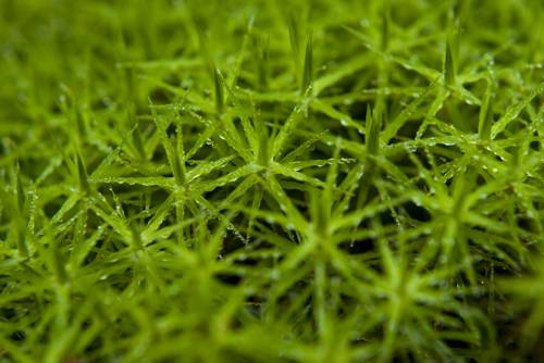 Rainforest Mimicry for Indoor Plant Ecosystems