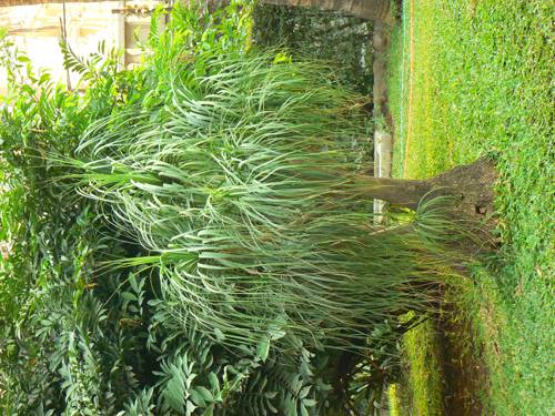 Seasonal Stress in Indoor Plants