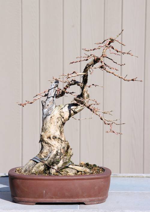Selective Pruning for Indoor Bonsai Trees