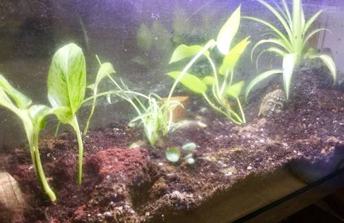 Self-Sufficient Indoor Plant Ecosystems