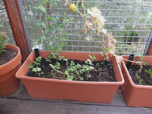Self-Watering Planters for Indoor Plants