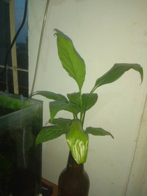 What are some popular soilless mediums used indoors?