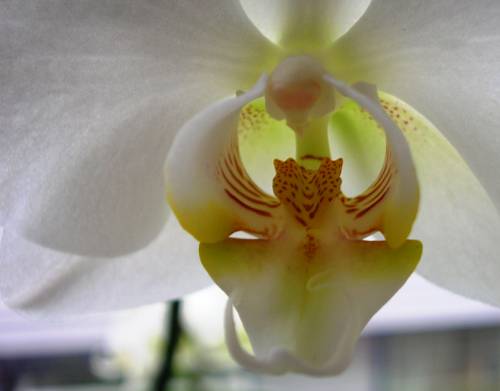 Substrate Variations for Indoor Orchids
