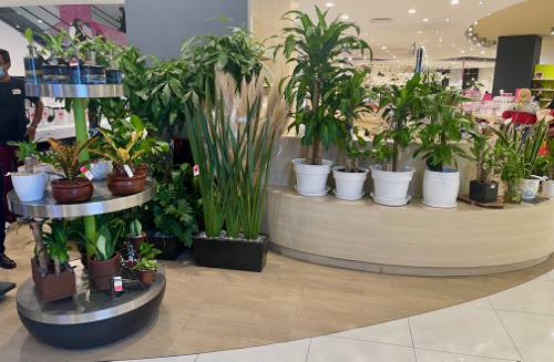 Sustainable Indoor Plant Care Practices