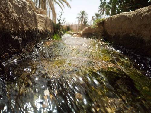 Sustainable Indoor Plant Irrigation Methods