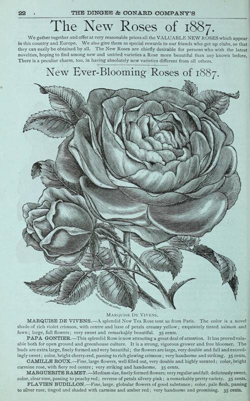 The Role of Scent in Cultural Identity and Heritage